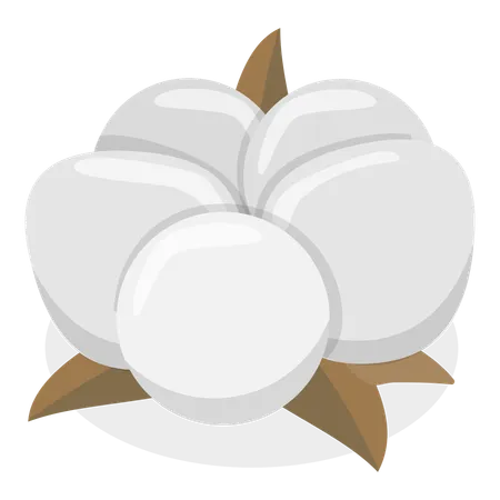 Fleur de coton  Illustration