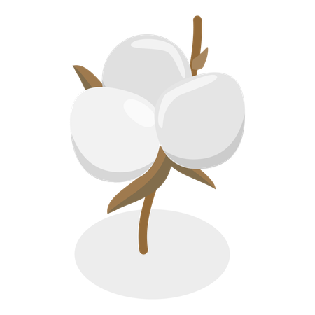 Fleur de coton  Illustration