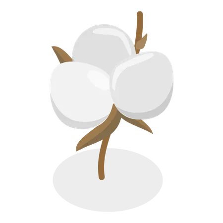 Fleur de coton  Illustration