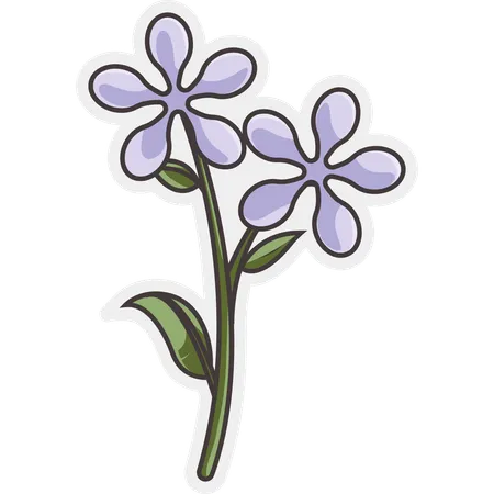 Fleur de frangipanier  Illustration