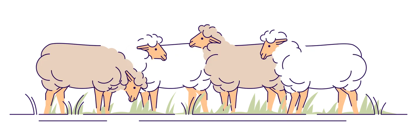 Flock Of Sheeps On Pasture Flat Vector Illustration Livestock Farming Animal Husbandry Cartoon Concept With Outline Ewes Grazing Sheep Wool And Lamb Meat Production Isolated Design Element Illustration