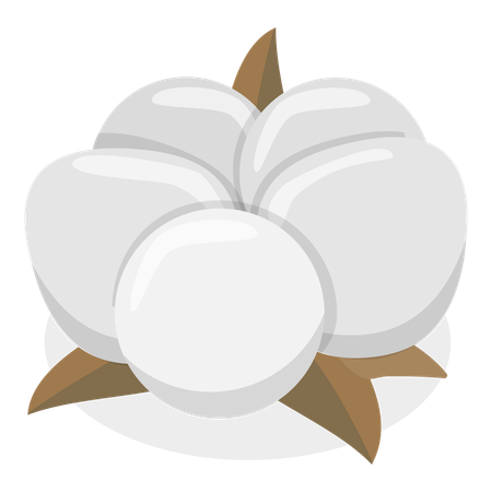 Flor de algodão  Ilustração