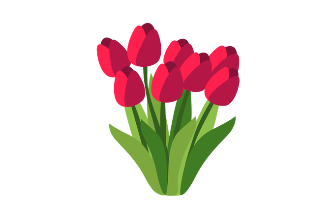 Flor de tulipa vermelha  Ilustração