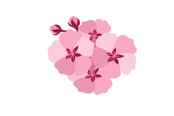 Flores de cerezo  Ilustración