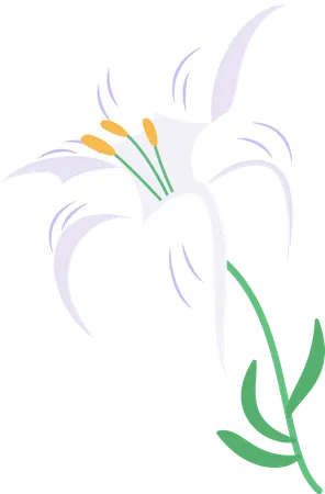 Flower  Illustration