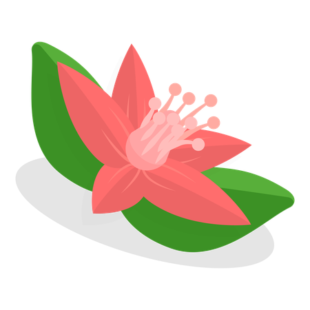 Flower  Illustration