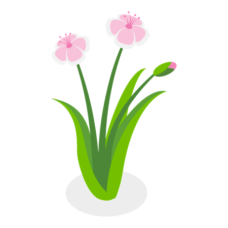 Flower  Illustration