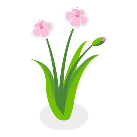 Flower  Illustration
