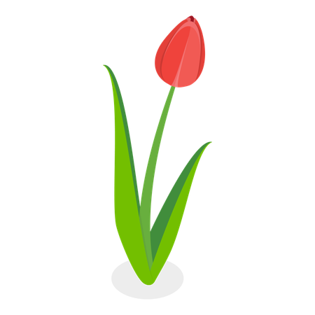 Flower  Illustration