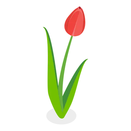 Flower  Illustration