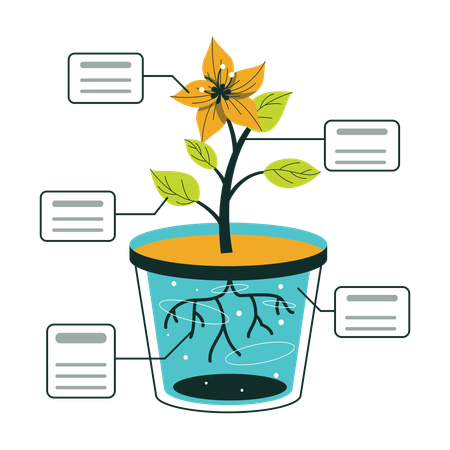 Flower Plant Growth And Root System Diagram  Illustration