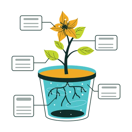 Flower Plant Growth And Root System Diagram  Illustration
