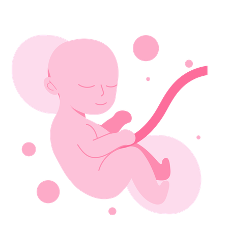 Foetus dans l'utérus  Illustration