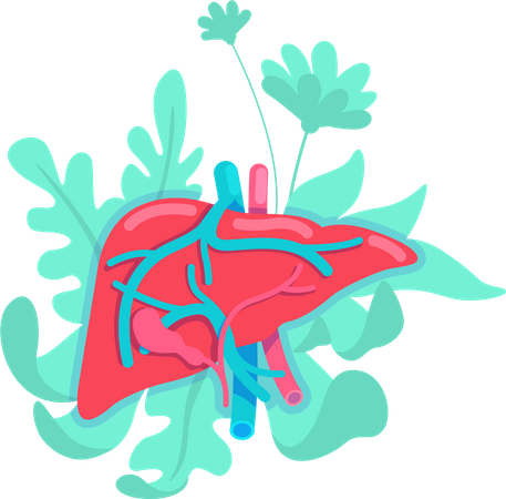 Foie anatomique  Illustration
