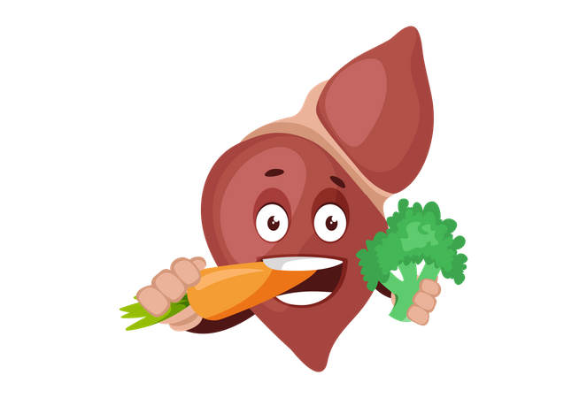 Foie en bonne santé  Illustration