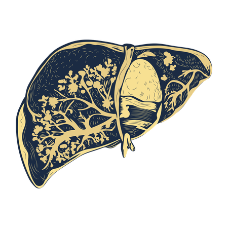 Lobule du foie  Illustration