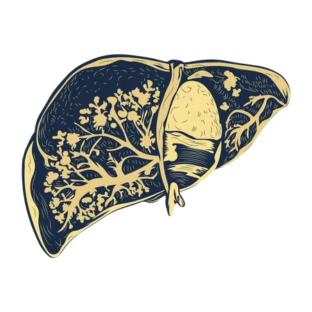 Lobule du foie  Illustration