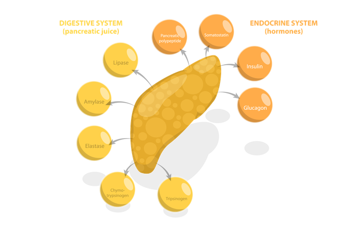 Fonction du pancréas  Illustration