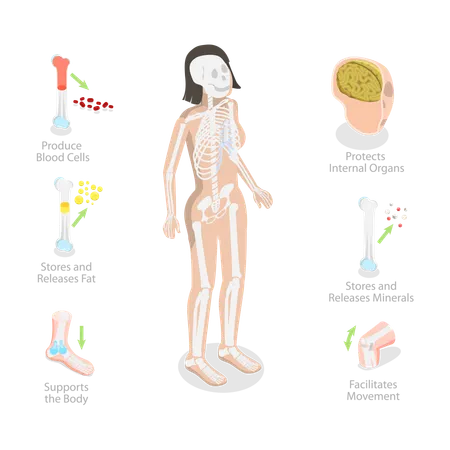 Fonctions du système squelettique, diagramme squelette  Illustration