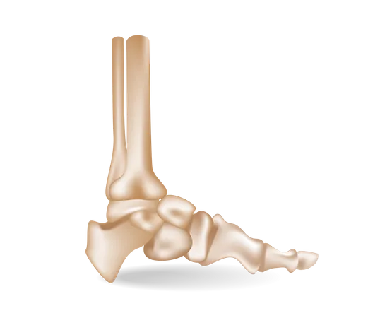 Foot bones  Illustration