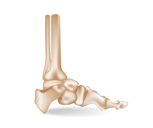 Foot bones  Illustration