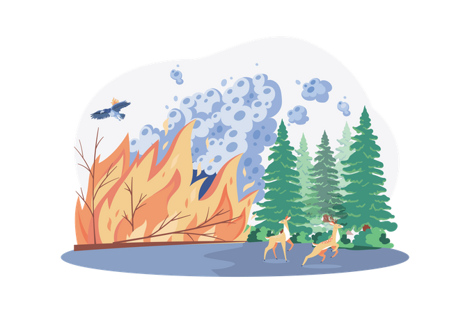 Forest Fires  Illustration