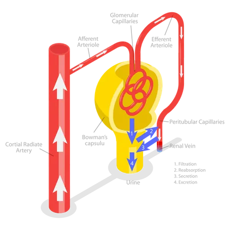 Formation d'urine  Illustration