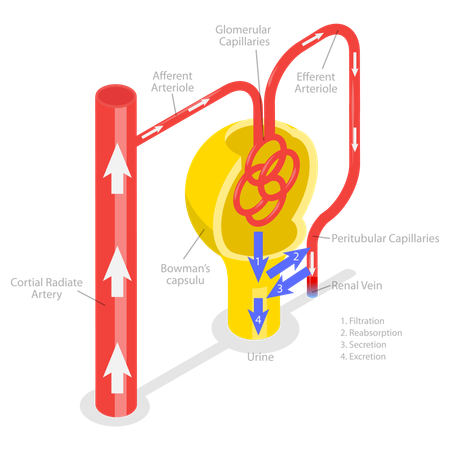 Formation Of Urine  Illustration