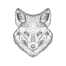 illustration for fox head