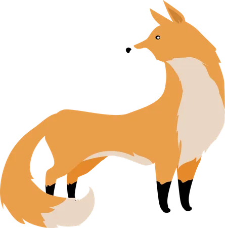 Fox  Illustration