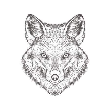 Fox  Illustration