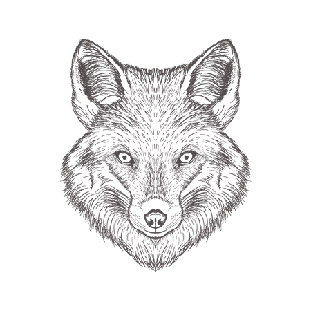 Fox  Illustration