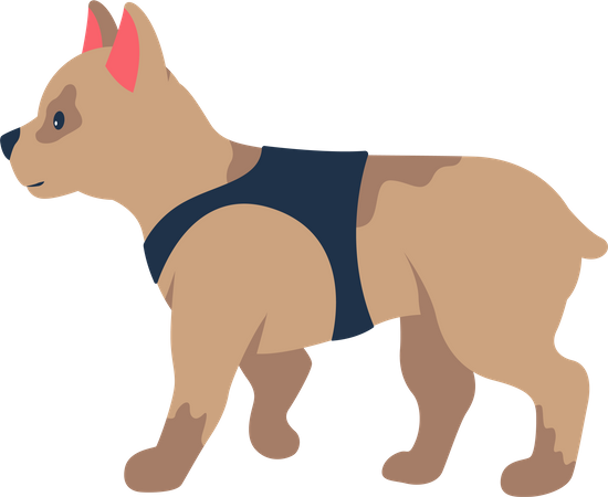 Französische Bulldogge  Illustration