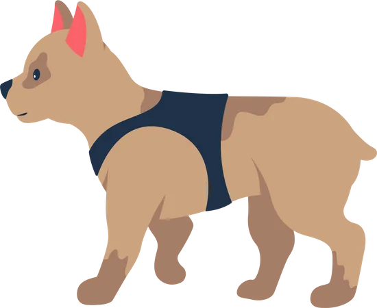 Französische Bulldogge  Illustration