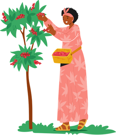 Frau im rosa Kleid pflückt rote Kaffeekirschen vom Baum  Illustration