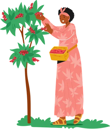 Frau im rosa Kleid pflückt rote Kaffeekirschen vom Baum  Illustration