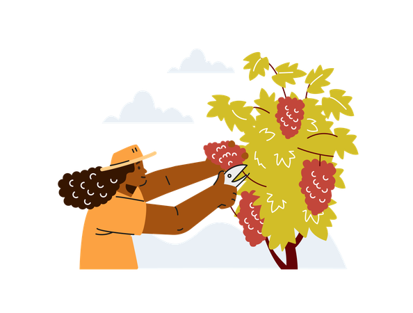 Frau schneidet Trauben  Illustration