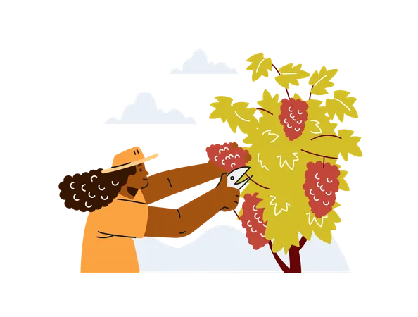 Frau schneidet Trauben  Illustration