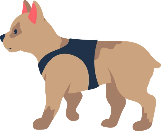 French bulldog  Illustration