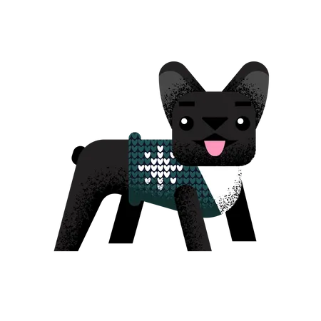 French bulldog in sweater Illustration