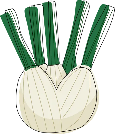 Fresh Fennel Bulb  Illustration