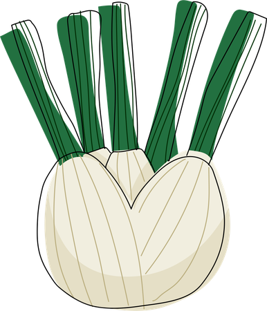 Fresh Fennel Bulb  イラスト