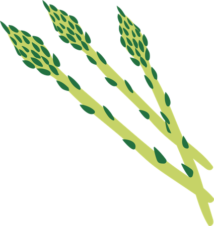 Fresh Green Asparagus  イラスト