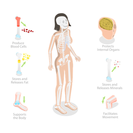 Funciones del sistema esquelético, diagrama del esqueleto  Ilustración