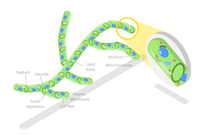 Fungi Cellprocess  Illustration