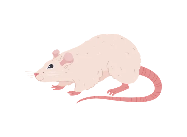 Funny White Rat Walking Cartoon Flat Vector Illustration Cute House Rat Drawing Rodent Animals Concept Illustration