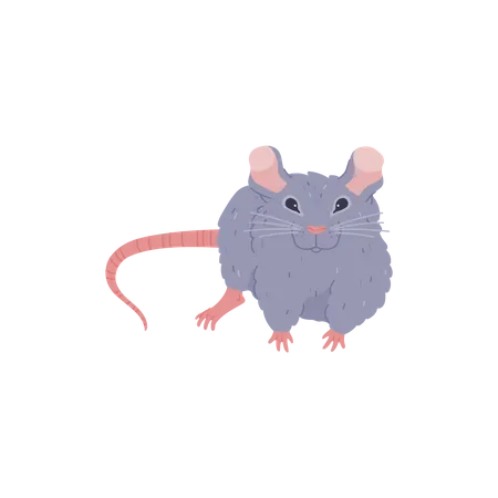 Cute And Furry Rat Cartoon Flat Vector Illustration Funny Domestic Rat Walking Rodent Animal Drawing Illustration