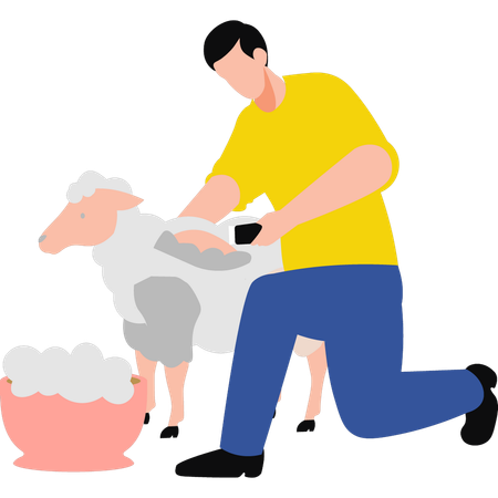 Garçon tonte des moutons  Illustration