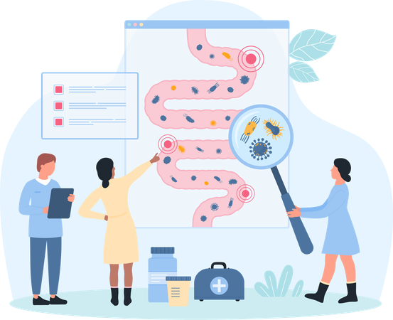 Gastrointestinal System  Illustration