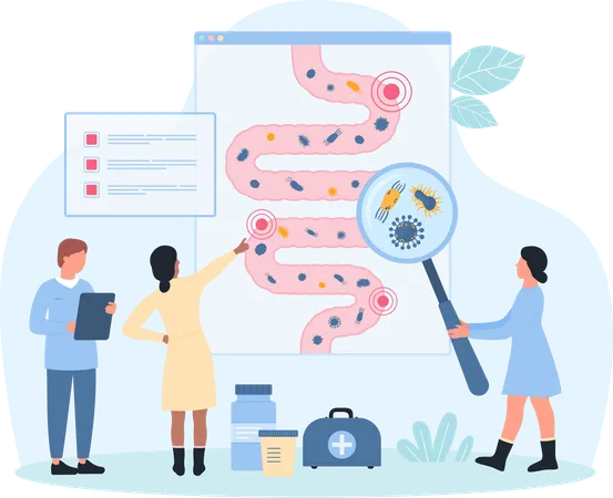 Gastrointestinal System  Illustration